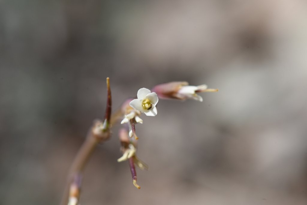 Boechera constancei