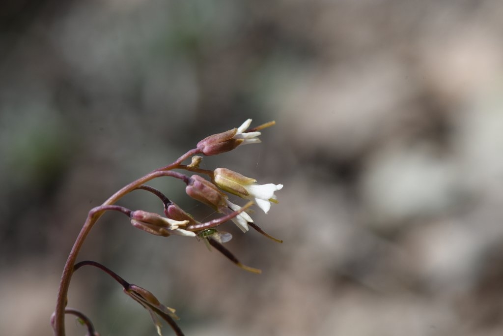 Boechera constancei