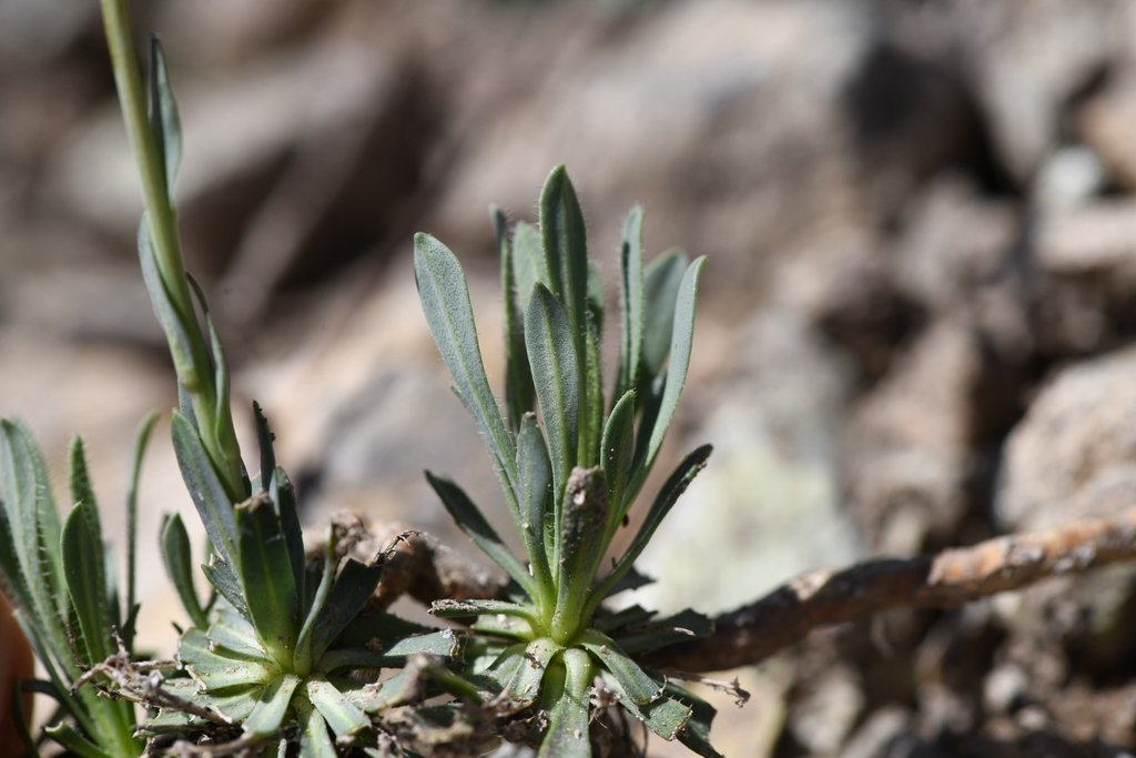 Boechera constancei