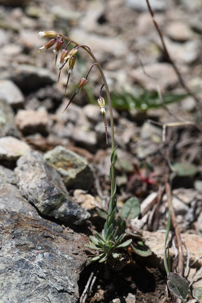 Boechera constancei