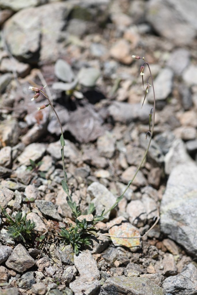 Boechera constancei