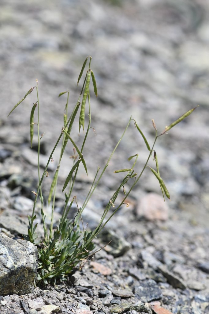 Boechera constancei