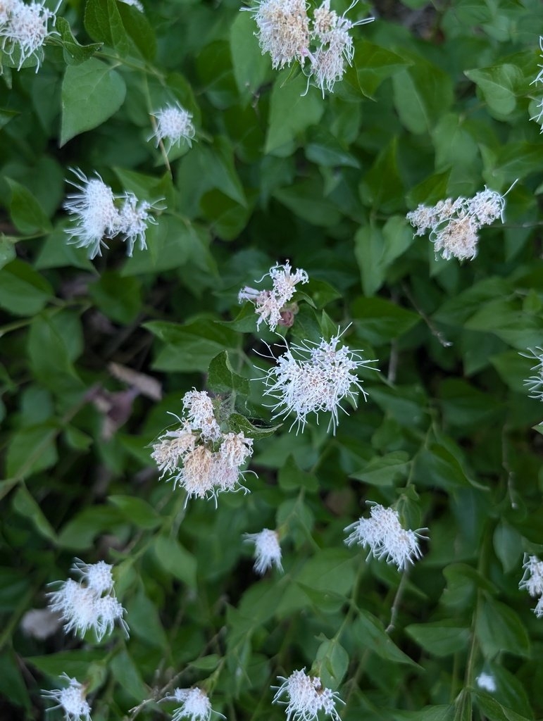 Ageratina shastensis