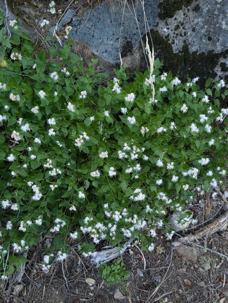 Ageratina shastensis