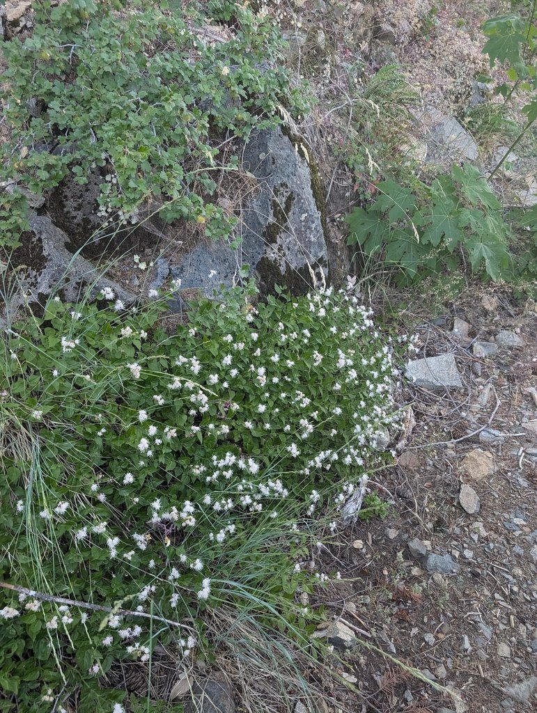 Ageratina shastensis