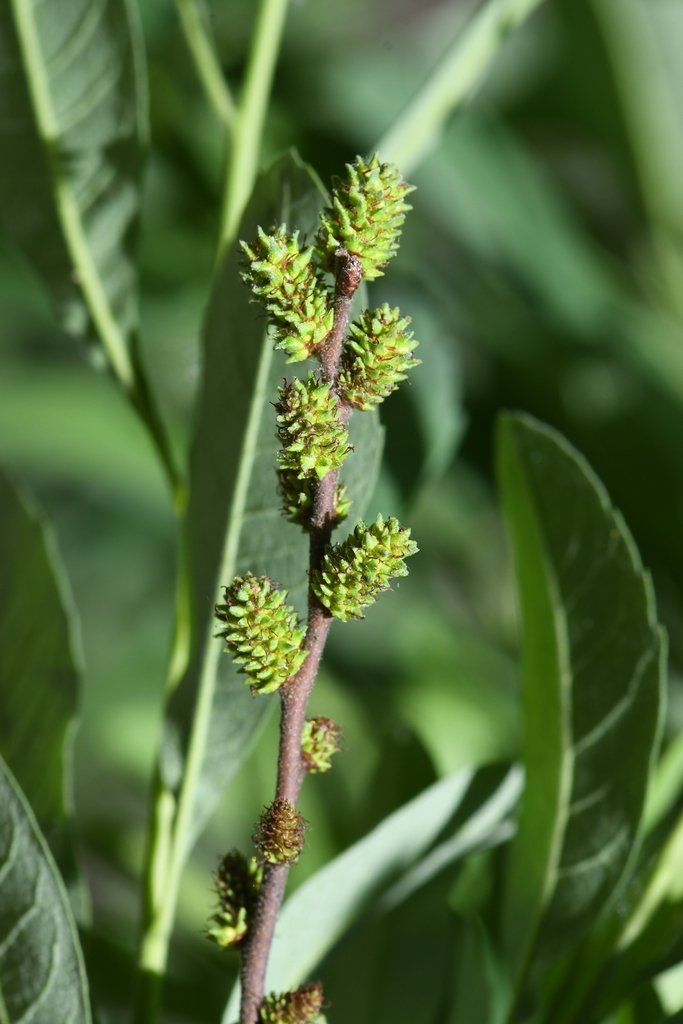 Myrica hartwegii