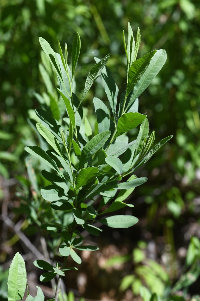 Myrica hartwegii