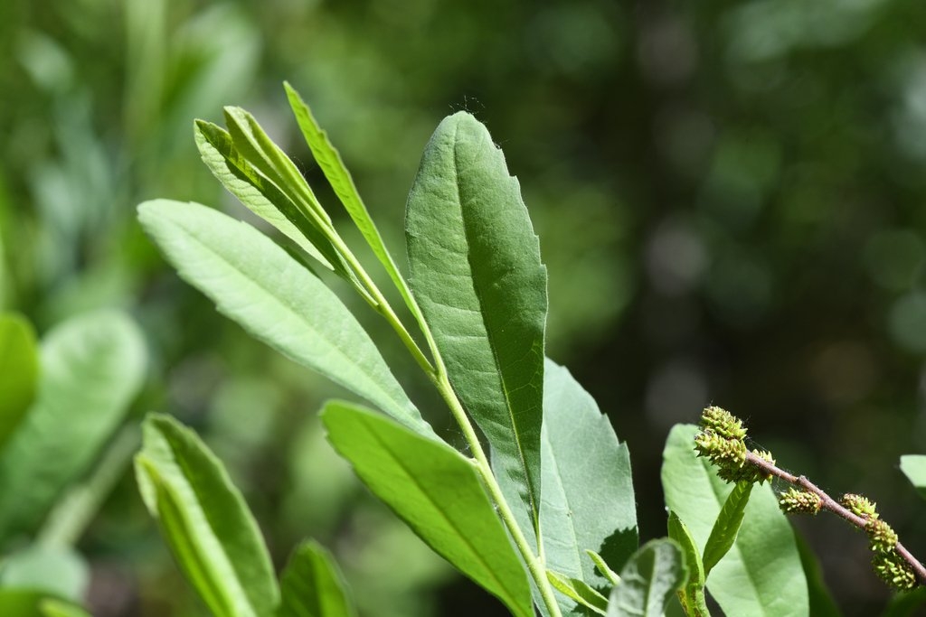 Myrica hartwegii