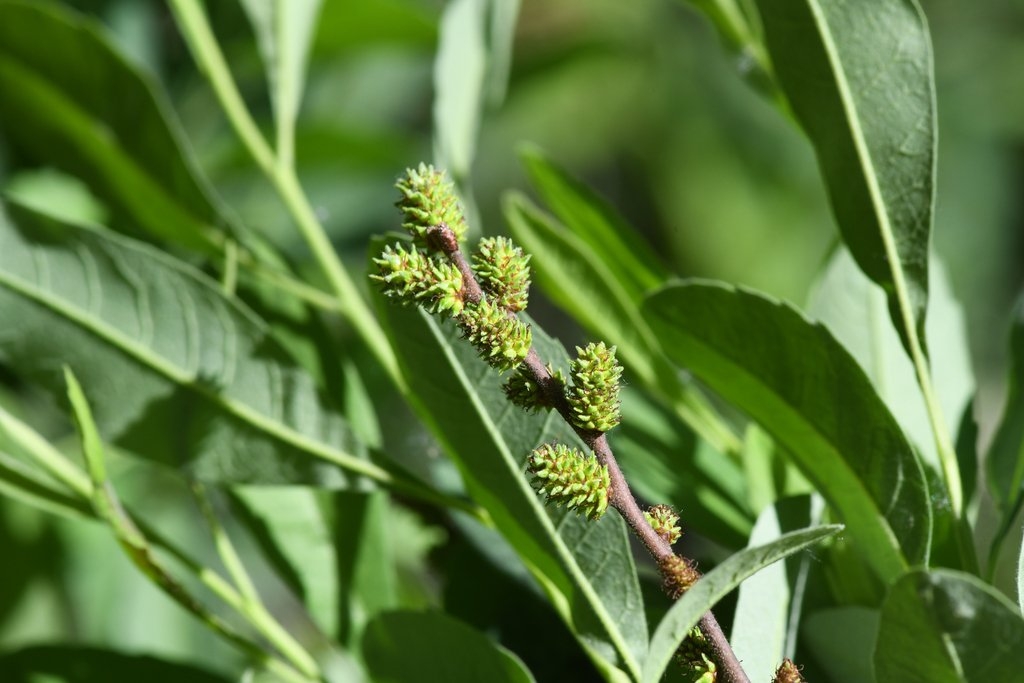 Myrica hartwegii