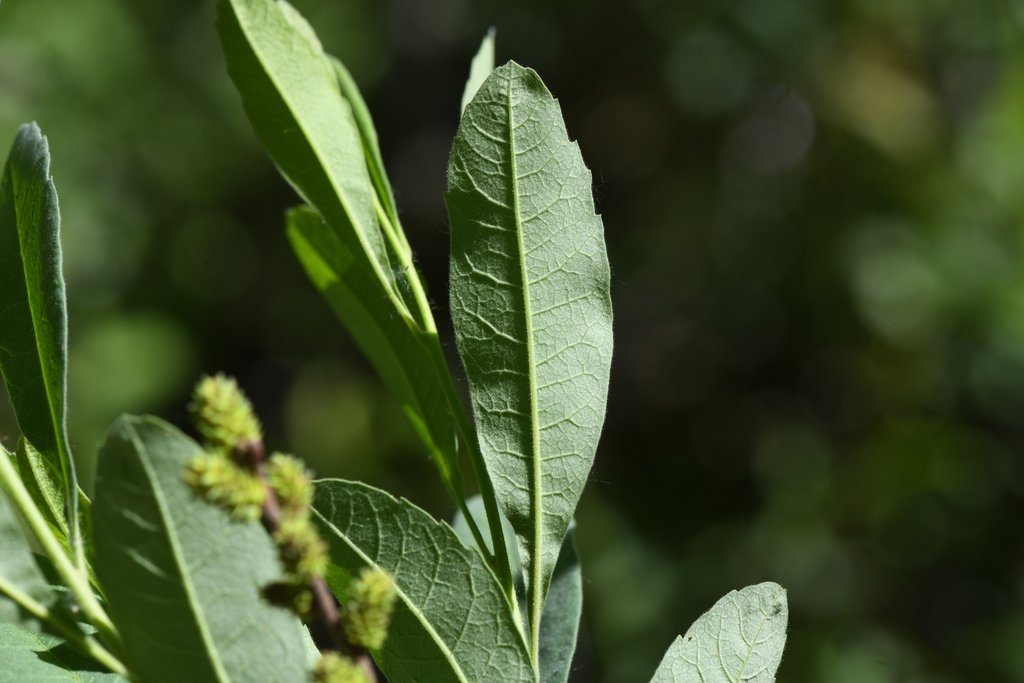 Myrica hartwegii