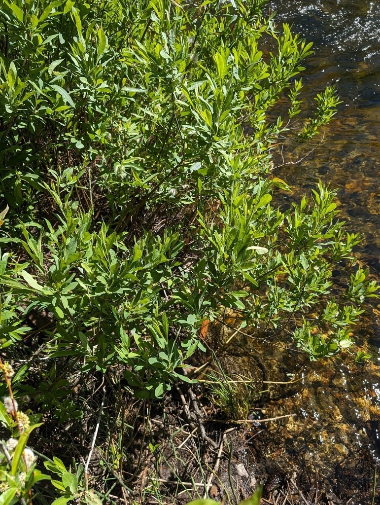 Myrica hartwegii