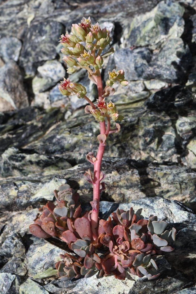 Sedum paradisum ssp. subroseum