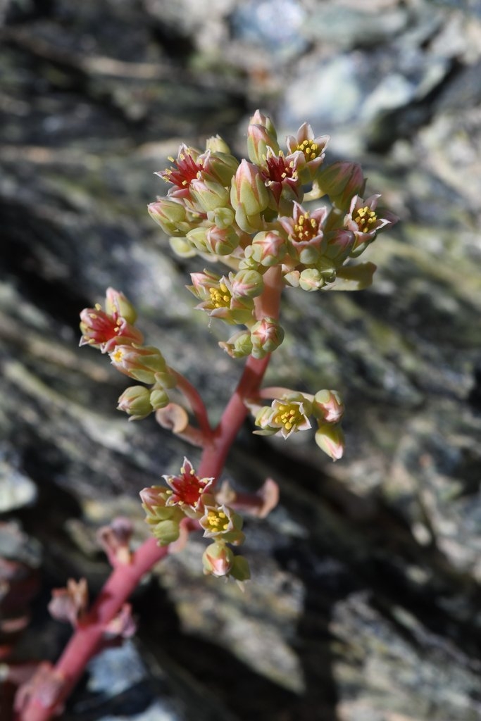 Sedum paradisum ssp. subroseum