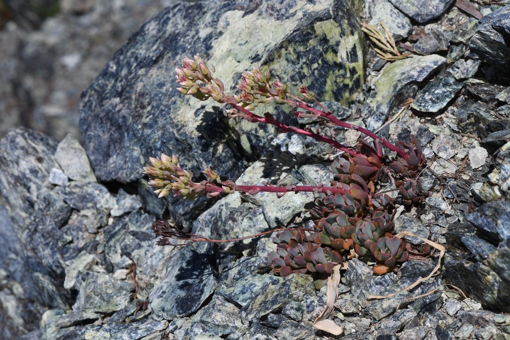 Sedum paradisum ssp. subroseum