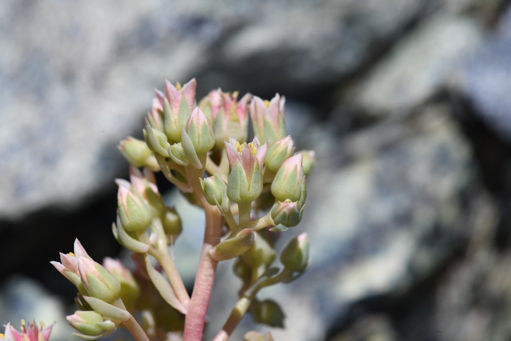 Sedum paradisum ssp. subroseum