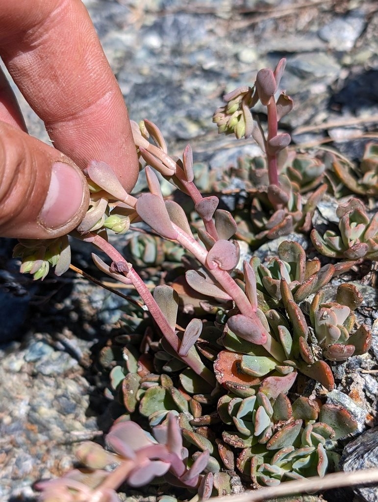 Sedum paradisum ssp. subroseum