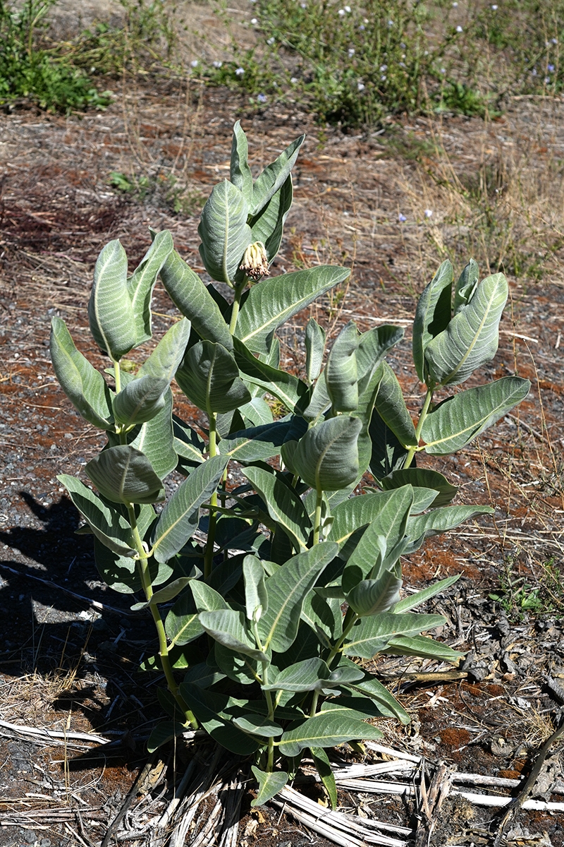 Asclepias speciosa