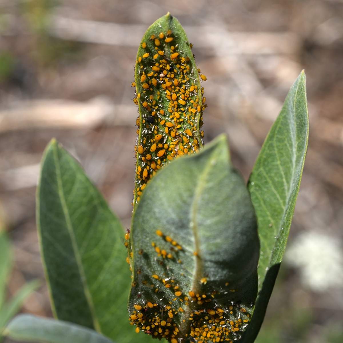 Asclepias speciosa