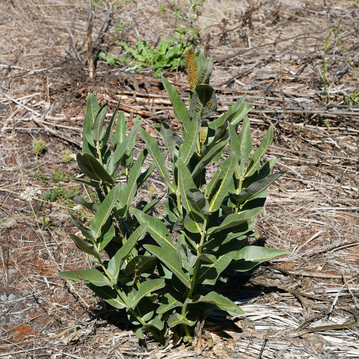 Asclepias speciosa