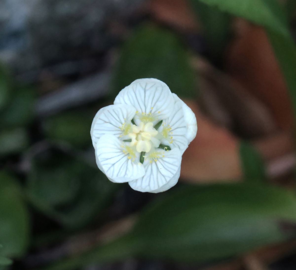 Parnassia palustris