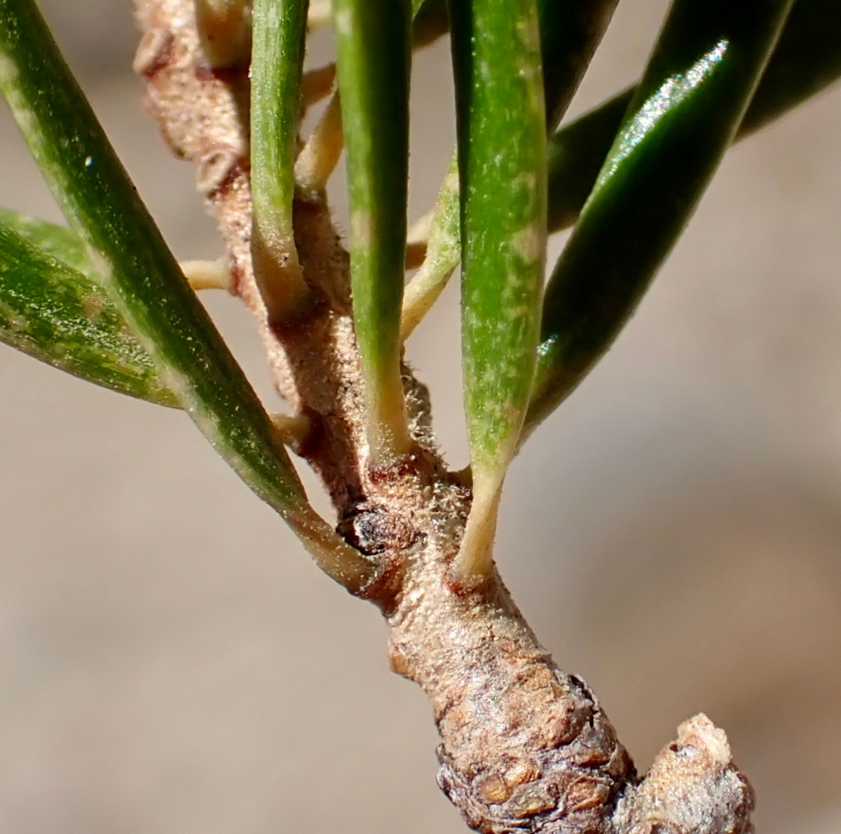 Pseudotsuga macrocarpa