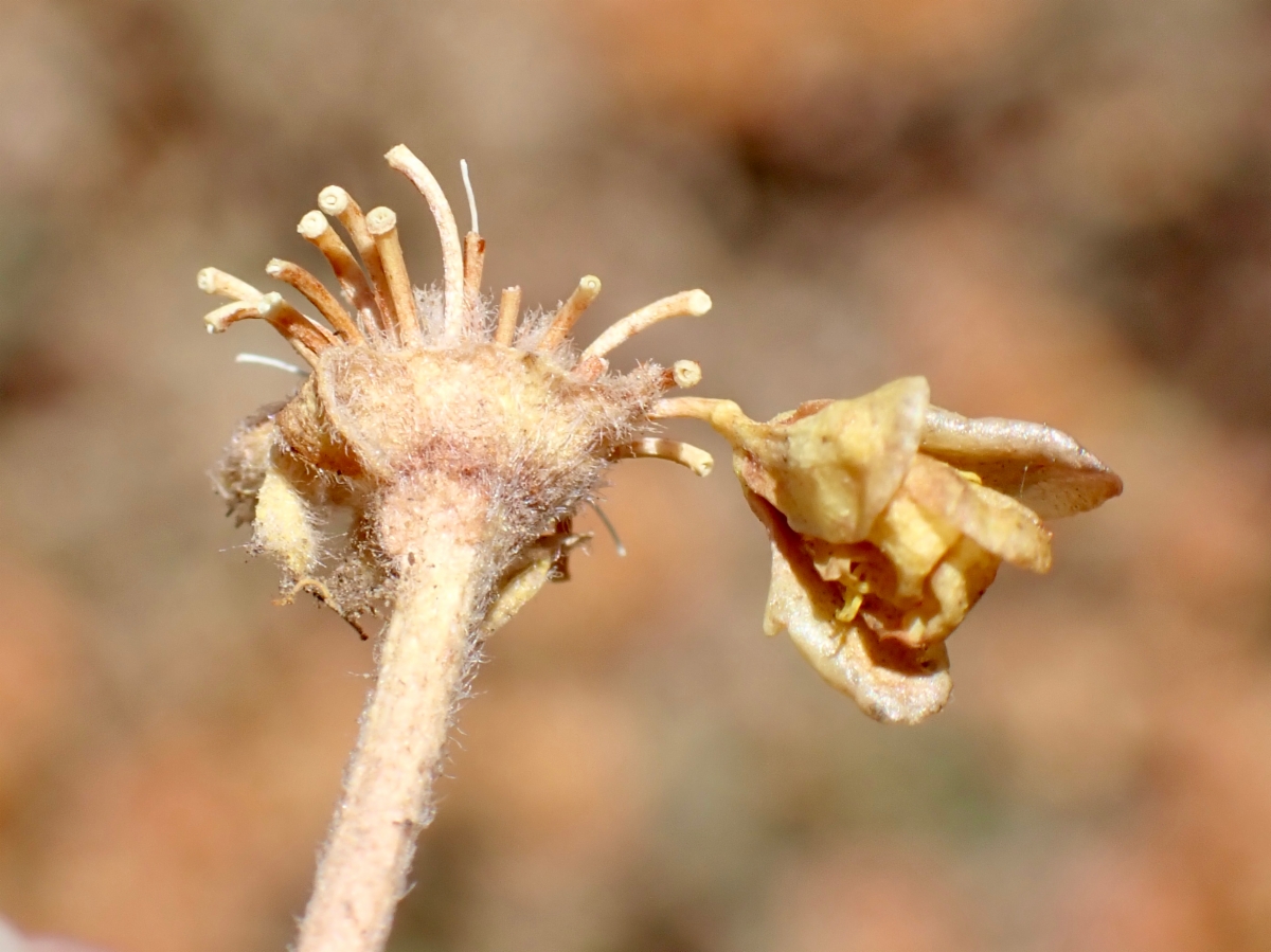 Eriogonum umbellatum var. munzii