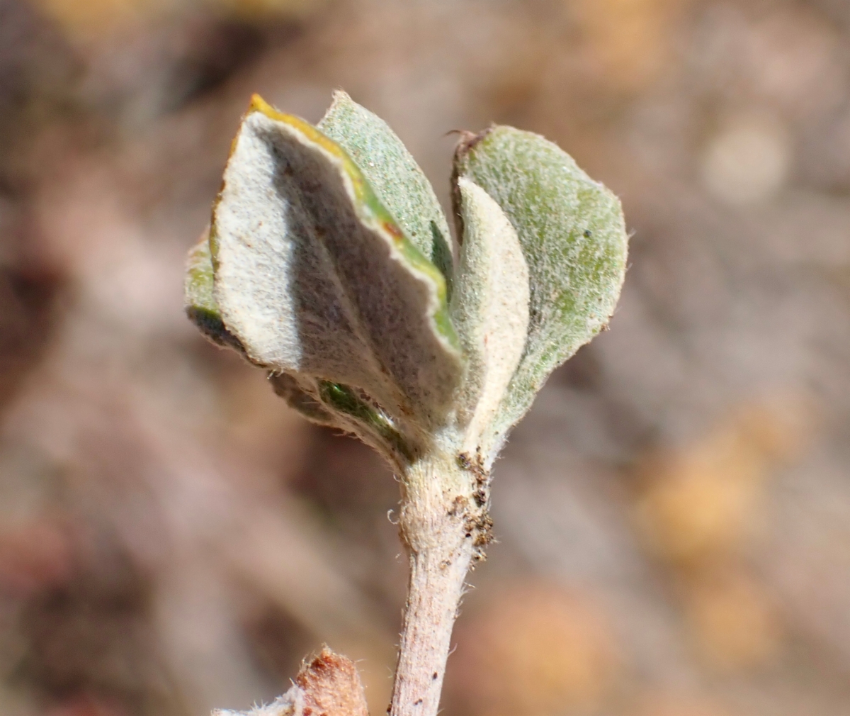 Eriogonum umbellatum var. munzii