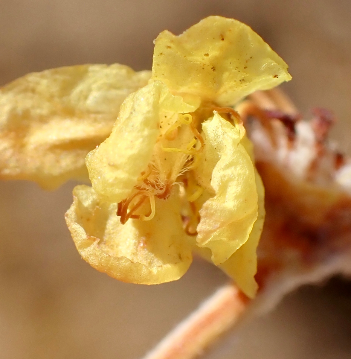 Eriogonum umbellatum var. munzii