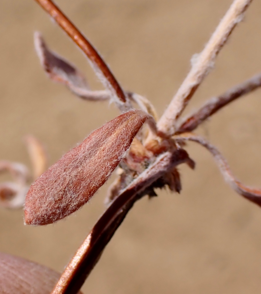 Eriogonum umbellatum var. munzii