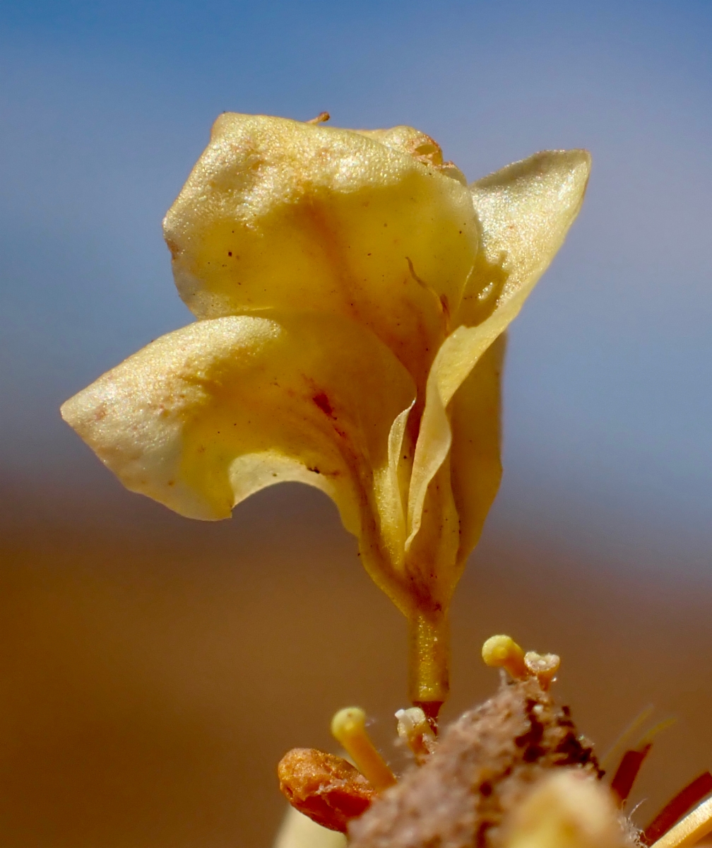 Eriogonum umbellatum var. munzii