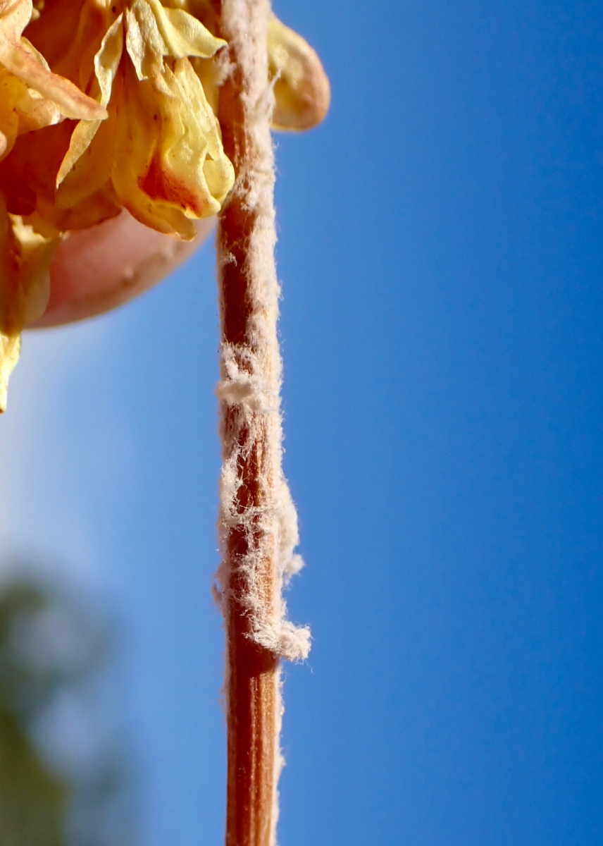 Eriogonum umbellatum var. munzii