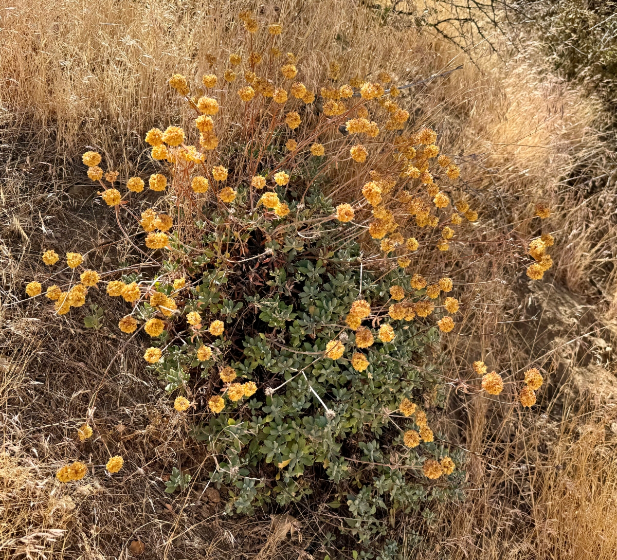 Eriogonum umbellatum var. munzii