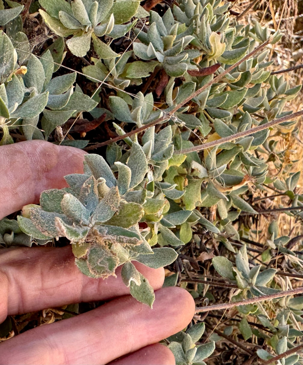 Eriogonum umbellatum var. munzii