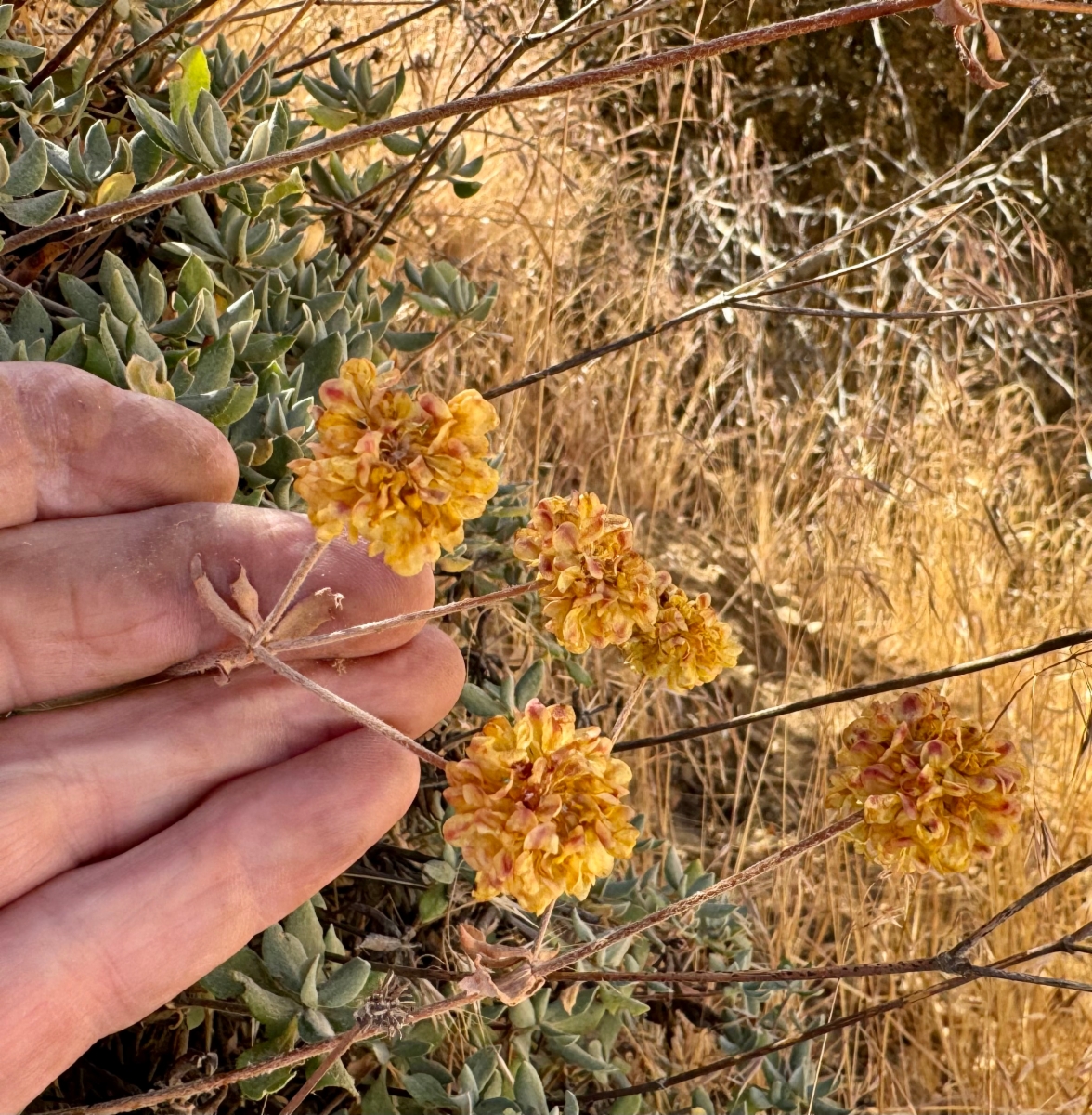 Eriogonum umbellatum var. munzii