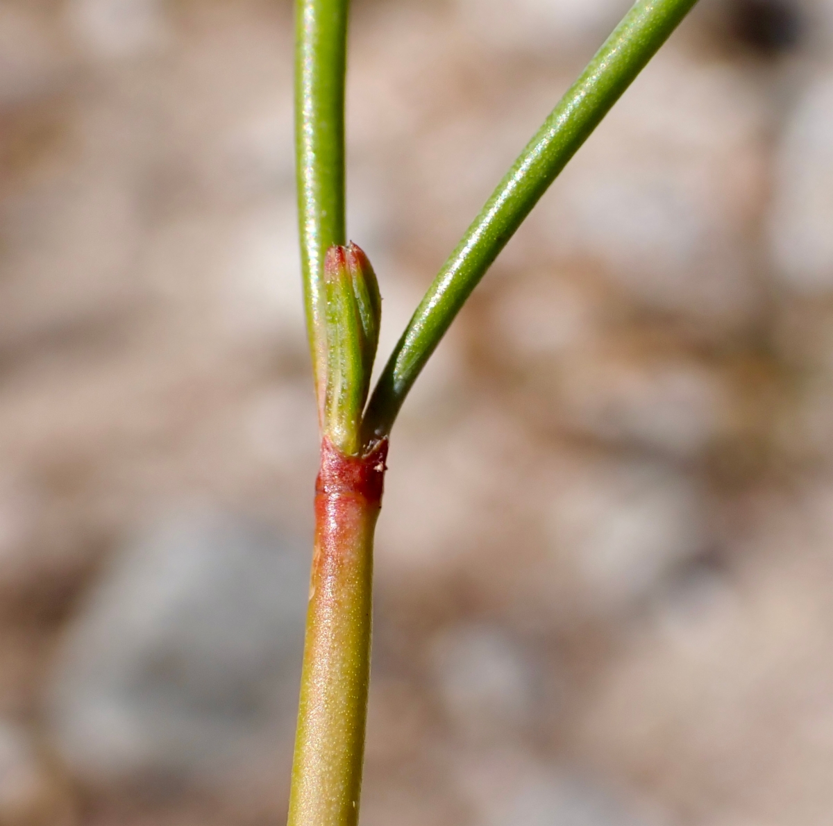 Eriogonum davidsonii