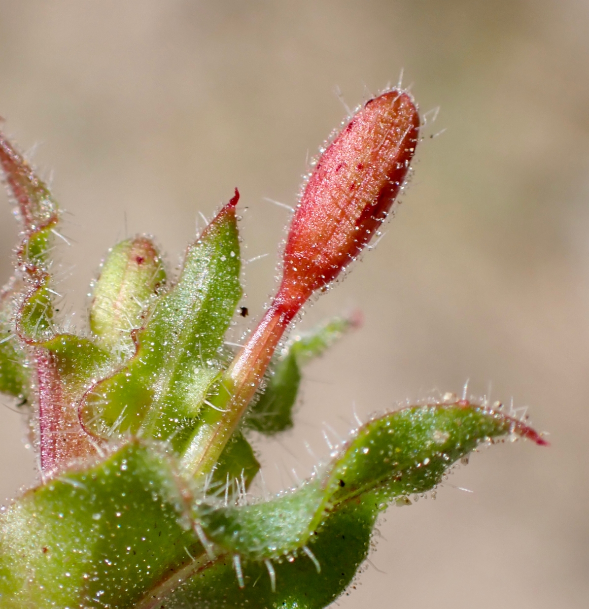 Camissoniopsis hirtella