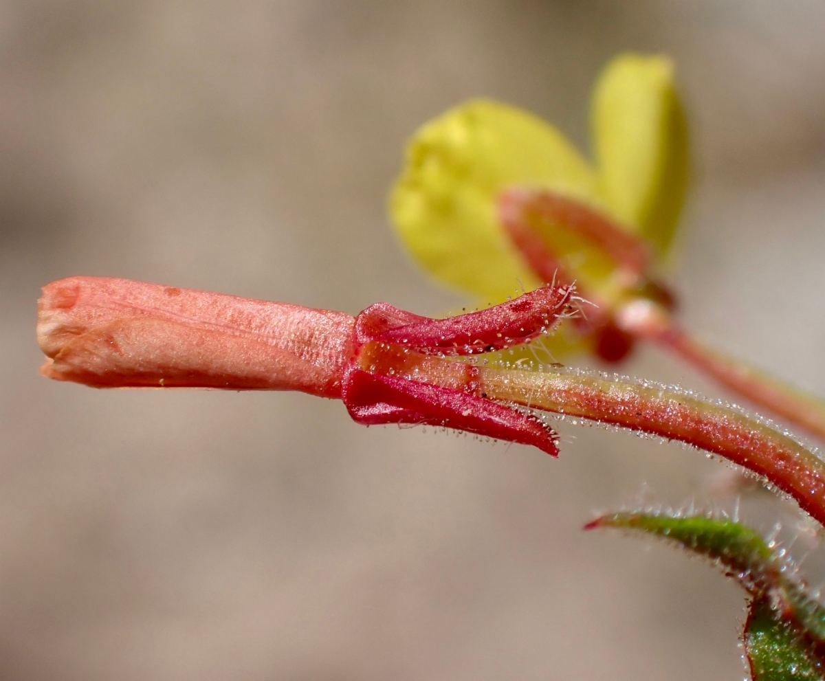 Camissoniopsis hirtella