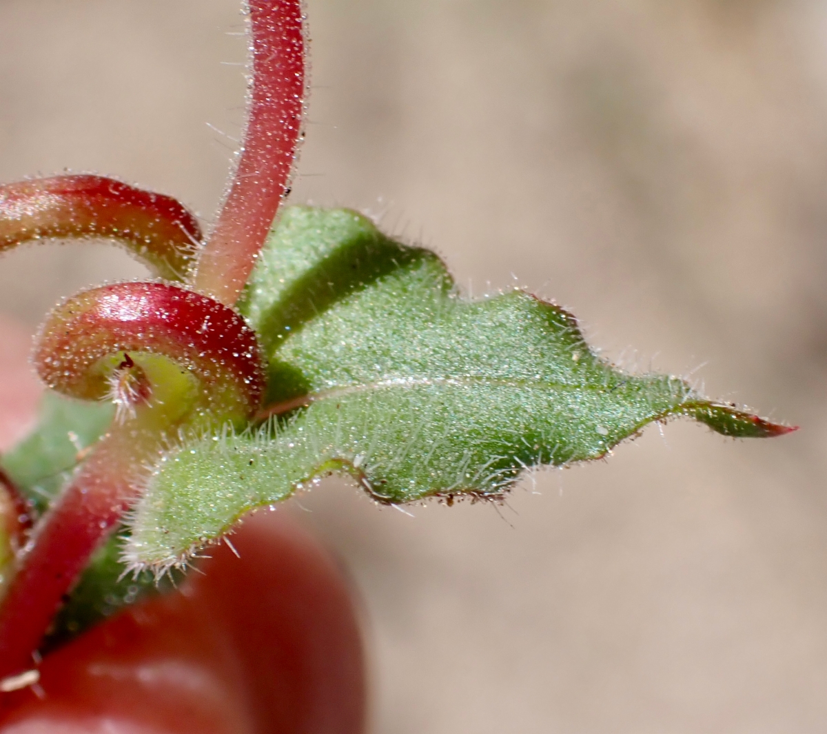 Camissoniopsis hirtella