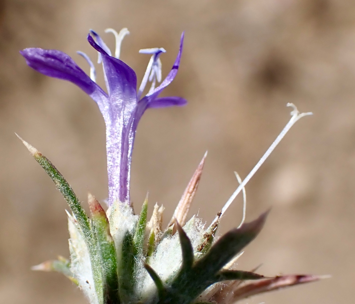 Eriastrum densifolium ssp. austromontanum