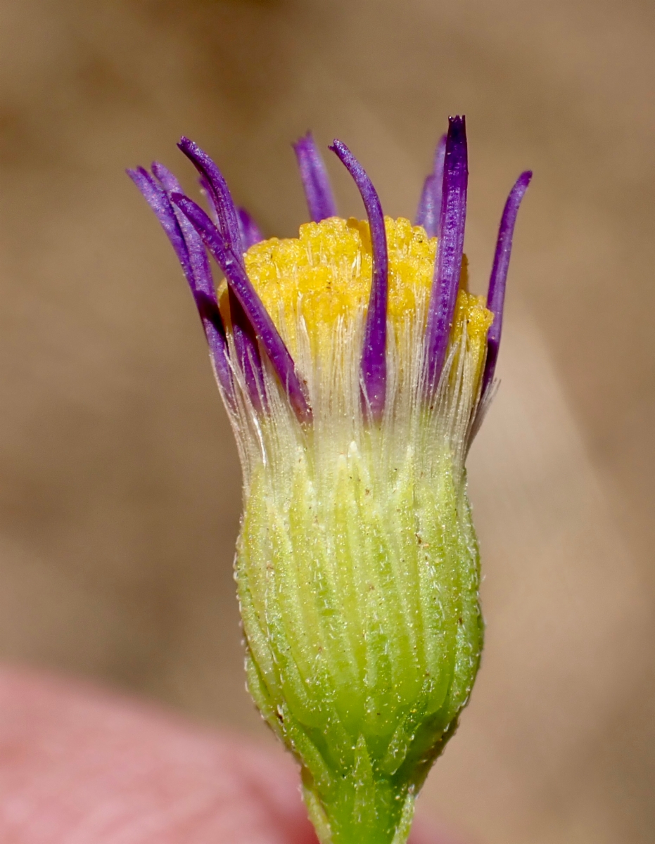 Erigeron foliosus var. foliosus