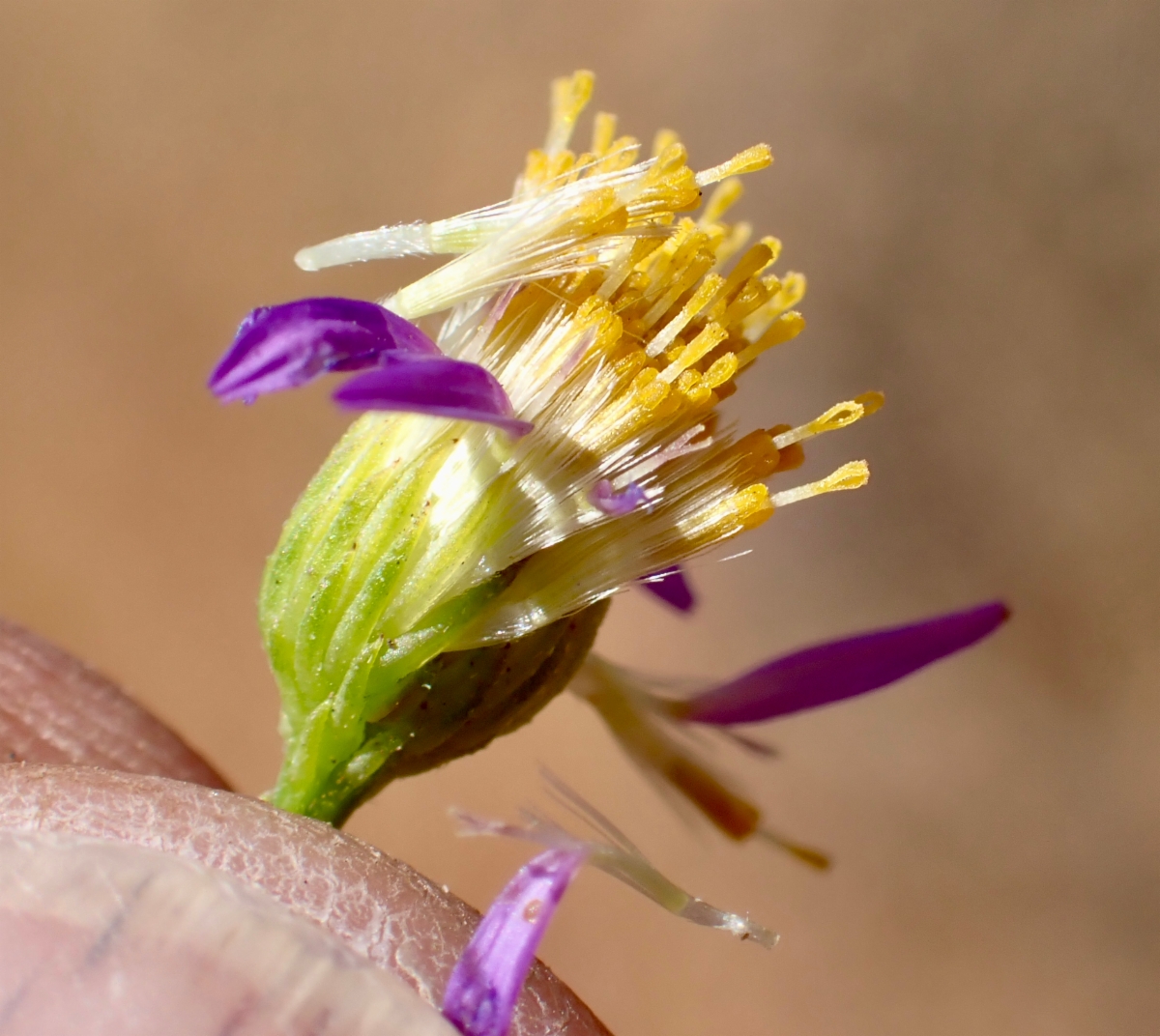 Erigeron foliosus var. foliosus