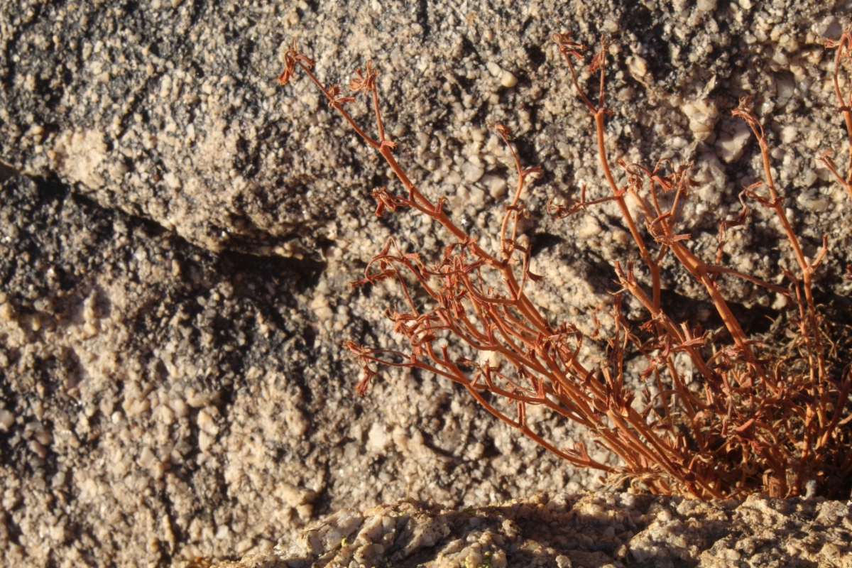 Chorizanthe brevicornu var. brevicornu