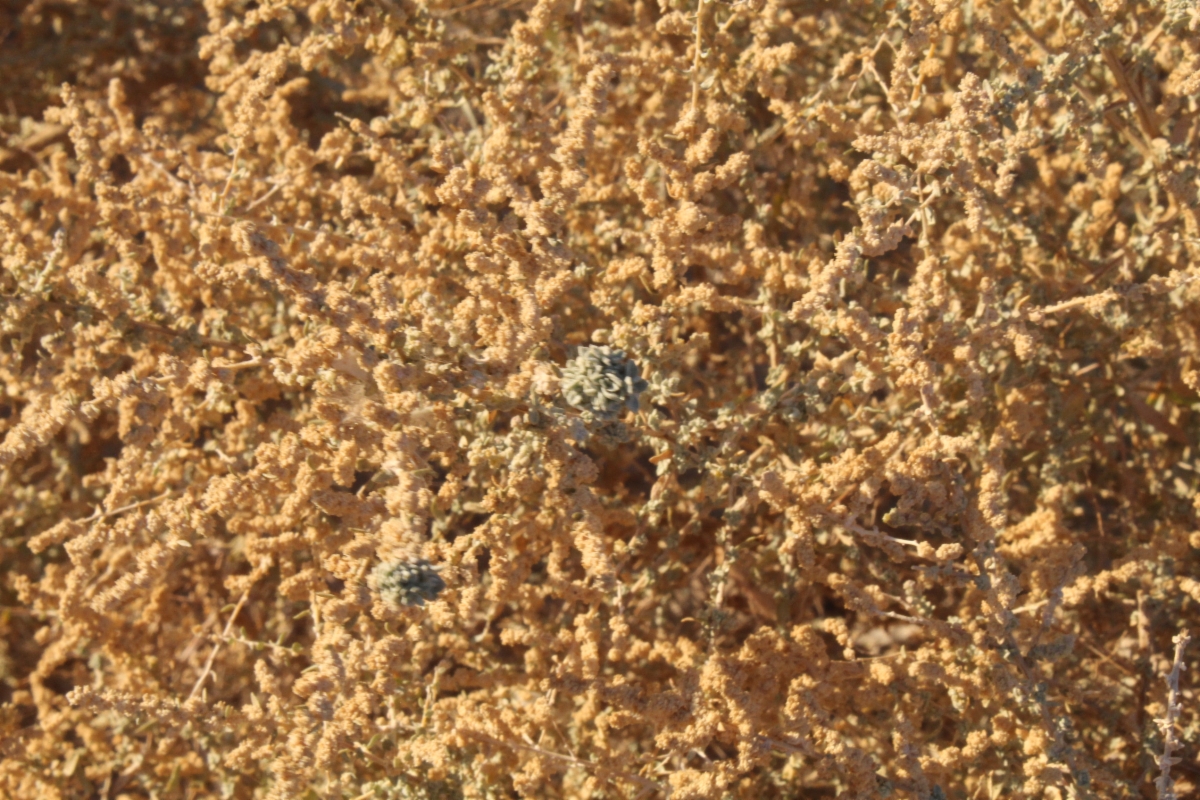 Atriplex polycarpa