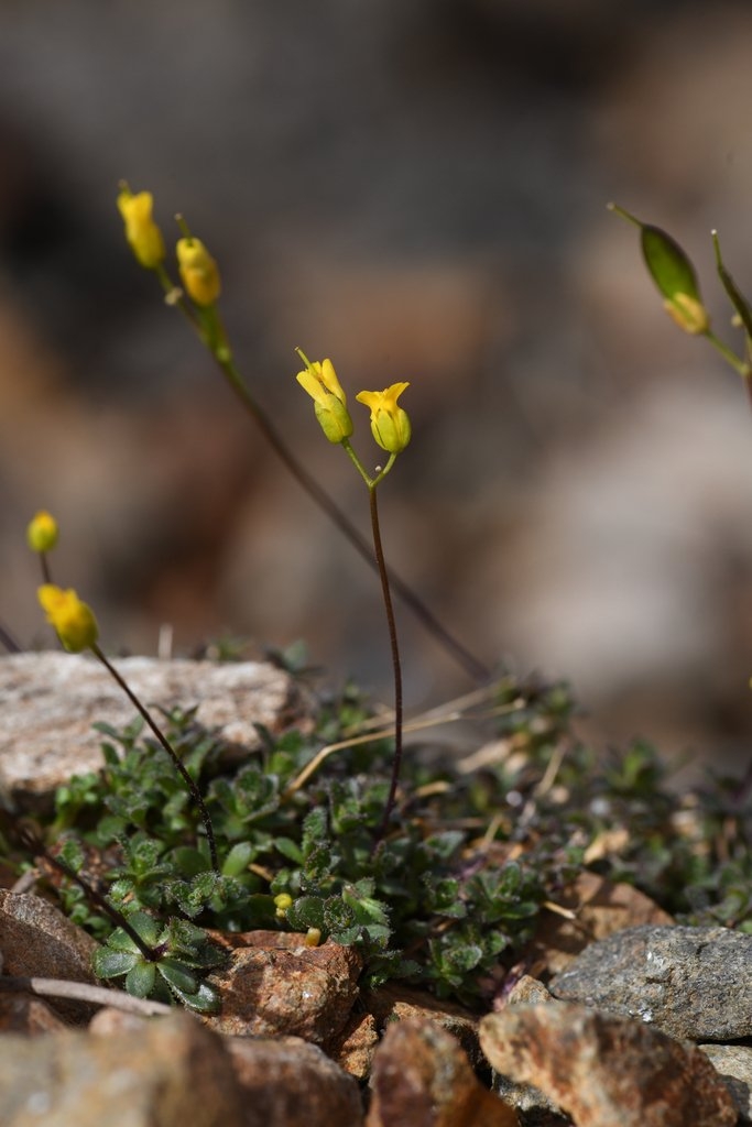 Draba carnosula