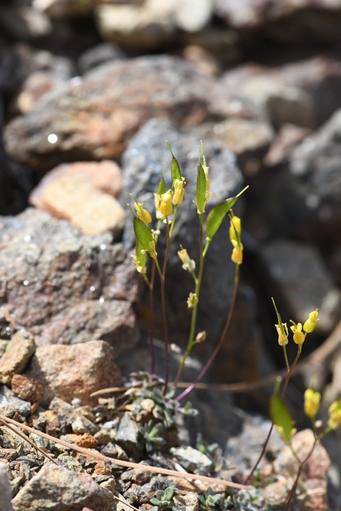 Draba carnosula