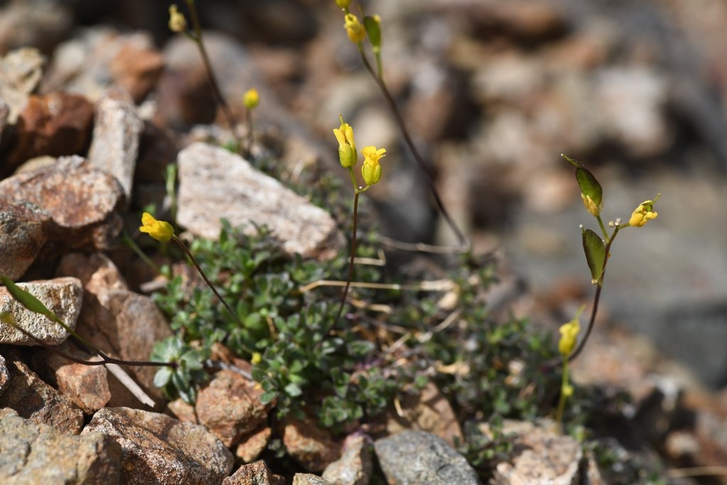 Draba carnosula