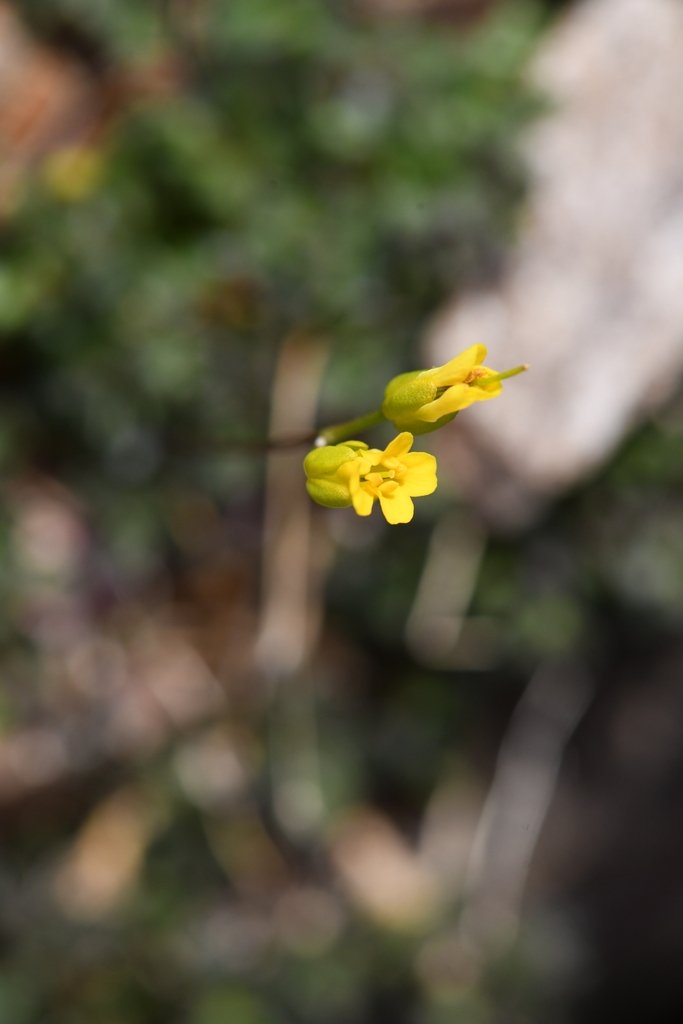 Draba carnosula