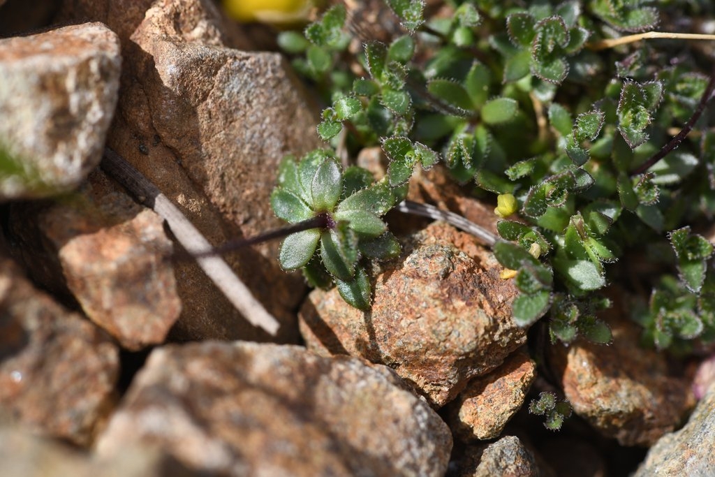 Draba carnosula