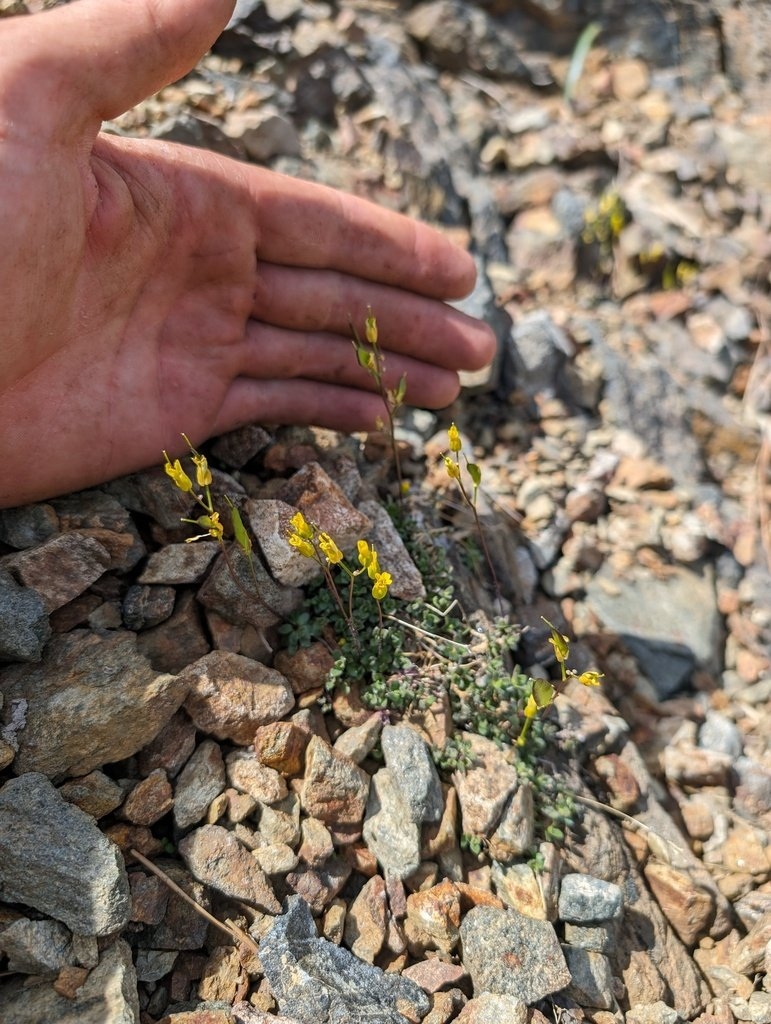 Draba carnosula