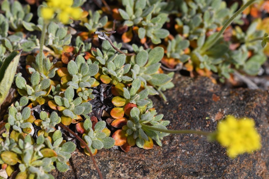 Eriogonum libertini